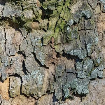 Close-Up of Platane Tree Bark with Cracks, Lichen and Moss Structures 스톡 사진