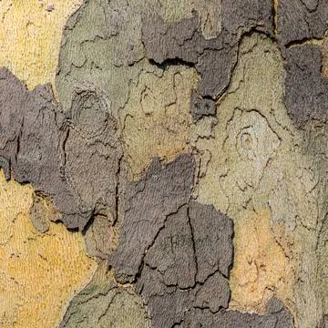 Close-Up of Platane Tree Bark with Multicolored Peeling Texture 스톡 사진