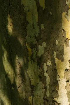 Close-Up of Platanus Tree Bark Texture with Natural Camouflage Pattern Stock Photos