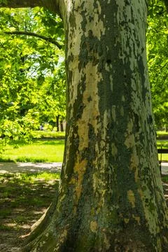 Close Up of Platanus Tree Trunk with Distinctive Bark Texture in Park Stock Photos