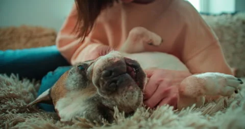 Close-up of a playful dog lying on a soft sofa while playing with its owner at Stock Footage 280257227