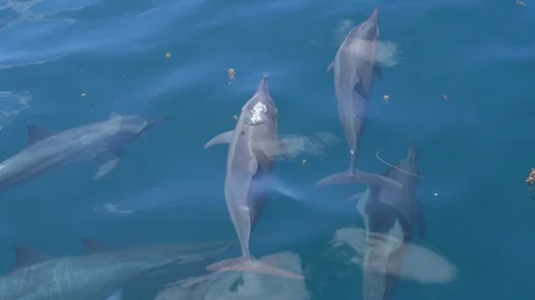 CLOSE UP: Playful dolphins come up to the surface of sea to blow air bubbles. Stock Footage 92017383