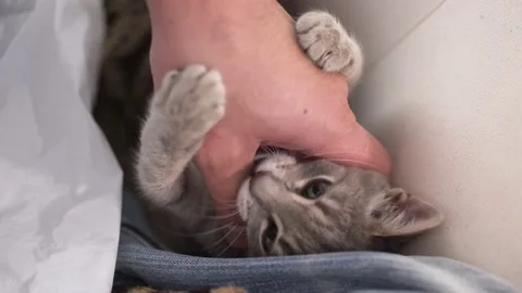 Close-up of playful gray kitten biting man's hand during petting Stock Footage 133280384