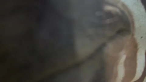 Close Up Playful Herd of zebra standing near the window of the car at the zoo. Stock Footage 130738533