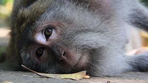 Close Up of Playful Monkey in Ubud, Bali, Indonesia Stock-Footage 84081369