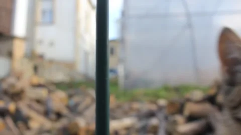 Close up of a playful tabby cat reaching out paw behind wire fence Stock-Footage 347690604