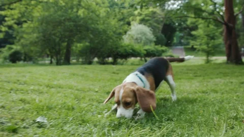 Close-up of a playful young active puppy sniffing and eating green grass playing Stock Footage 111820147