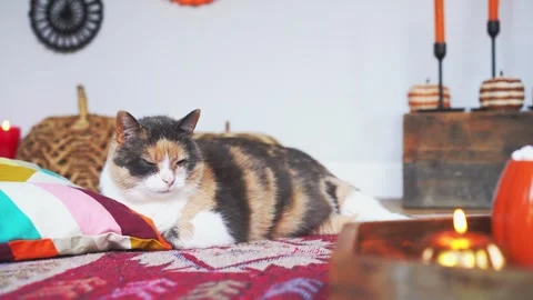 Close up pleased cat pet relaxing in decorated cozy autumn interior. Comfy floor Stock Footage 248162811