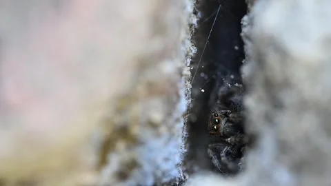 Close Up Plexippus Paykulli Hiding Inside Narrow Wall Crack Stock Footage 336954115