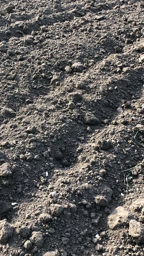 Close-up of a plowed black soil field, vertical video. Stock Footage 335406000