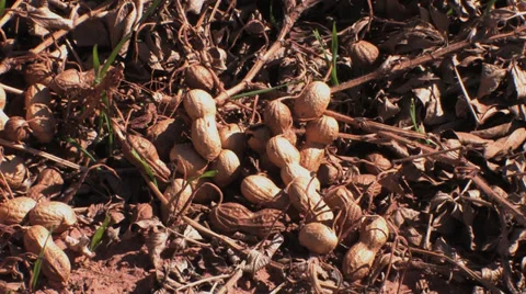 Close of plowed peanuts Stock Footage 32284783