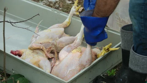 Close up of plucked broilers being further hand cleaned from remaining feathers Stock Footage 250777267