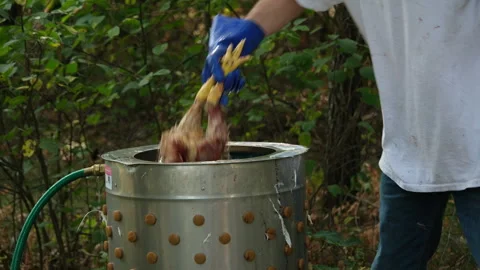Close up of plucking machine in action putting broiler into it removing feathers Stock Footage 250762731