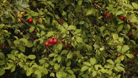 Close-up of a plum branch with ripe Stock Footage 314403719