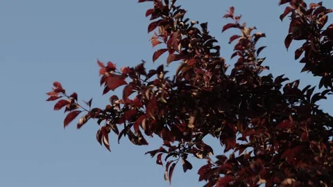 Close Up of Plum Leaves Moving Violently During Strong Gusts Stock Footage 331925897