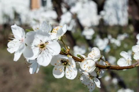 Close-up Plum Tree In Bloom Stock Photos