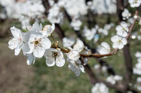 Close-up Plum Tree In Bloom Stock Photos