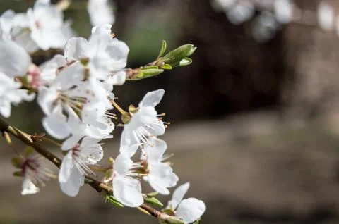 Close-up Plum Tree In Bloom Stock Photos