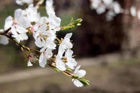 Close-up Plum Tree In Bloom Stock Photos