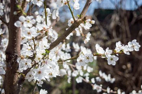 Close-up Plum Tree In Bloom Stock Photos