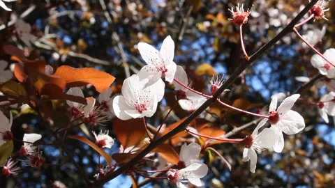 Close up plum tree blossom in the spring Stock Footage 135247460