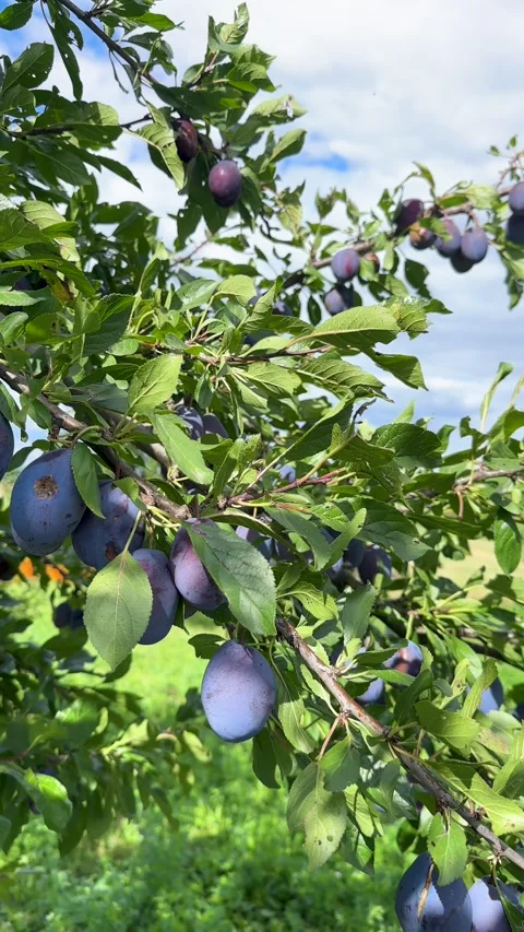 Close-up of a plum tree branch loaded with ripe purple plums, ready for harvest Stock Footage 315400068
