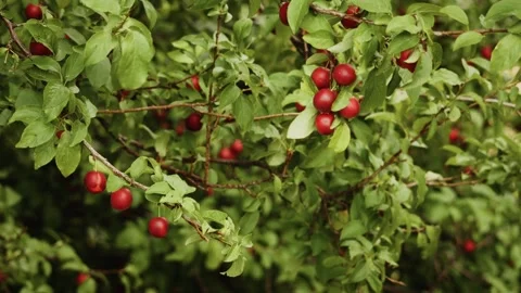 Close-up of plum tree branches Stock Footage 314403720