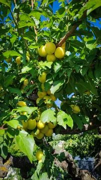 Close-up a plum tree filled with beautiful yellow plums Stock Photos