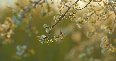Close-up, plum tree with white buds. Rays of the sun illuminate the Stock Footage 194587044