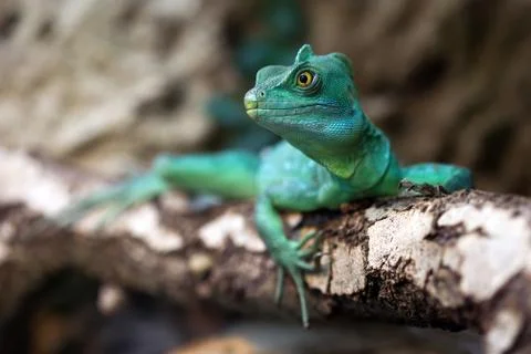 Close-up of a Plumed basilisk Stock Photos
