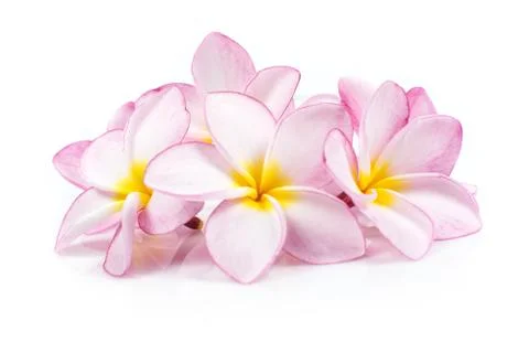 Close up of Plumeria or Frangipani Flower with clipping path Stock Photos