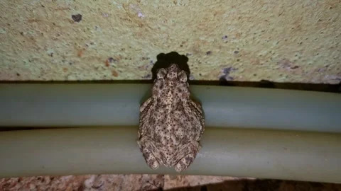 Close-up of a plump common toad or frog perched in a village house bathroom.. Vídeo Stock 264112939