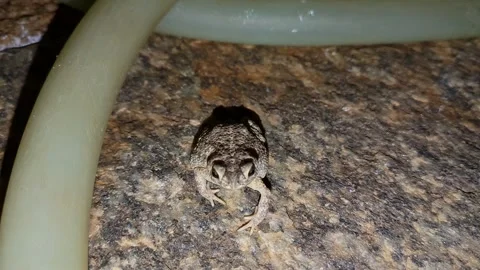 Close-up of a plump common toad or frog perched in a village house bathroom.. Vídeo Stock 264112948