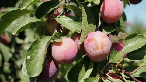 Close-up of plums on a tree in the garden.Summer and harvest concept. Stock Footage 208851858
