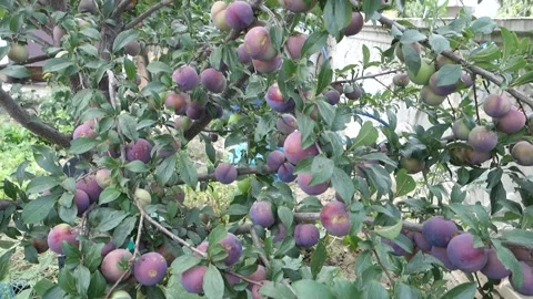 Close-up of plums on the tree as they ripen and turn red, 動画素材 251975146