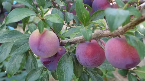 Close-up of plums on the tree as they ripen and turn red, 스톡 동영상 251975164