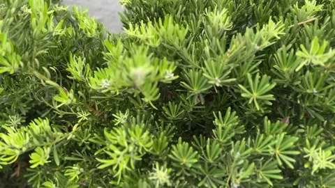 Close-up of Podocarpus macrophyllus with dense needle-like leaves Stock Footage 316812890