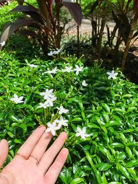 Close up point of view of a human hand gently touching small white blooming.. Stock Photos