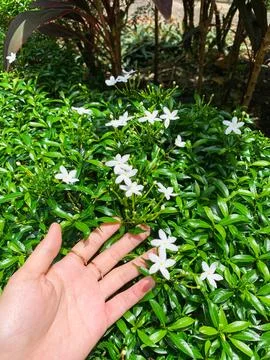 Close up point of view of a human hand gently touching small white blooming.. Stock Photos