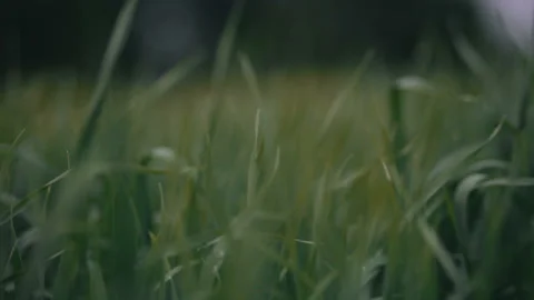 Close-up point of view like somebody is going or crawling the green grass Stock Footage