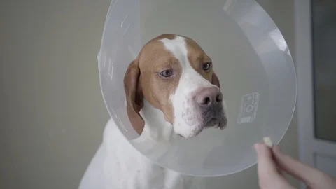 Close up of pointer dog with brown spots in the veterinary collar. The animal is Stock Footage 107385719