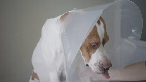 Close up of pointer dog with brown spots in the veterinary collar. The animal is Stock Footage 107385753