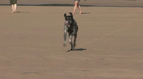 Close-up of a  Pointer dog running on a beach Stock Footage 11138682