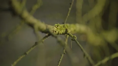 Close Up Pointy Branch Focus Rack Stock Footage 152635724