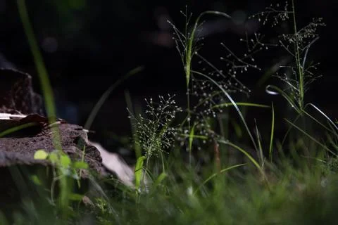 Close up of pointy sharp grass blades with dark background in the morning sun Stock Photos