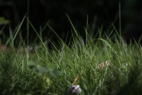Close up of pointy sharp grass blades with dark background in the morning sun Stock Photos