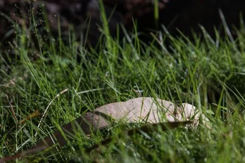 Close up of pointy sharp grass blades with dark background in the morning sun Stock Photos
