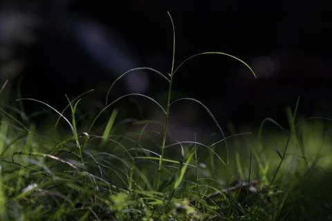 Close up of pointy sharp grass blades with dark background in the morning sun Stock Photos