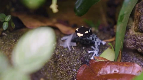 Close up of poison dart Frog Stock-Footage 241022330