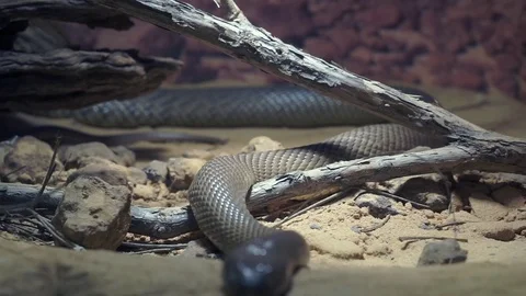 Close up of a poison Taipan snake at the ballarat zoo australia Stock Footage
